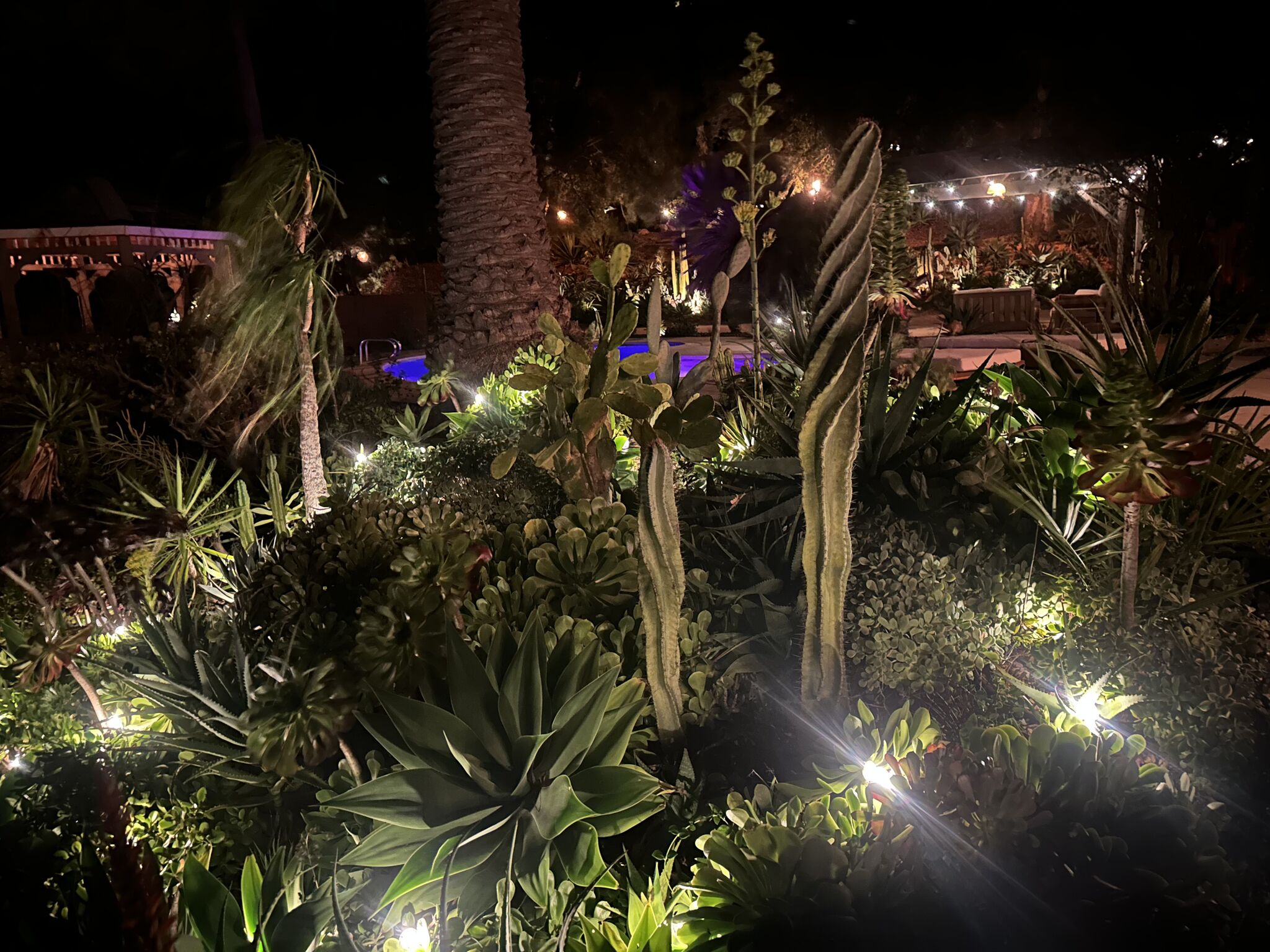 Lush Calabasas hillside landscape featuring more than 1,000 curated plants.
